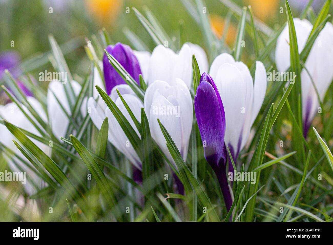 Krokusse, eine der ersten Frühlingsblumen Stockfoto