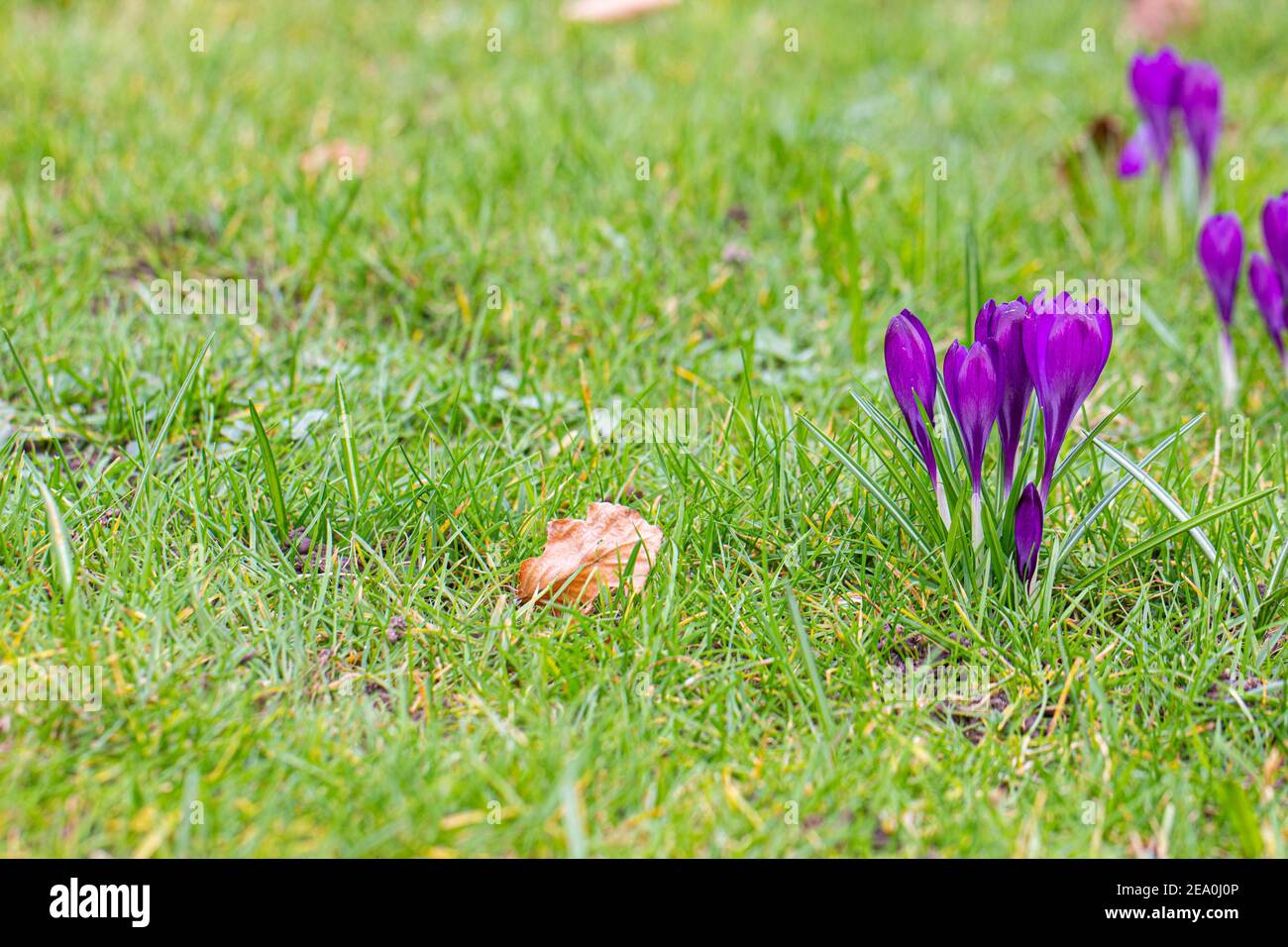 Krokusse, eine der ersten Frühlingsblumen Stockfoto