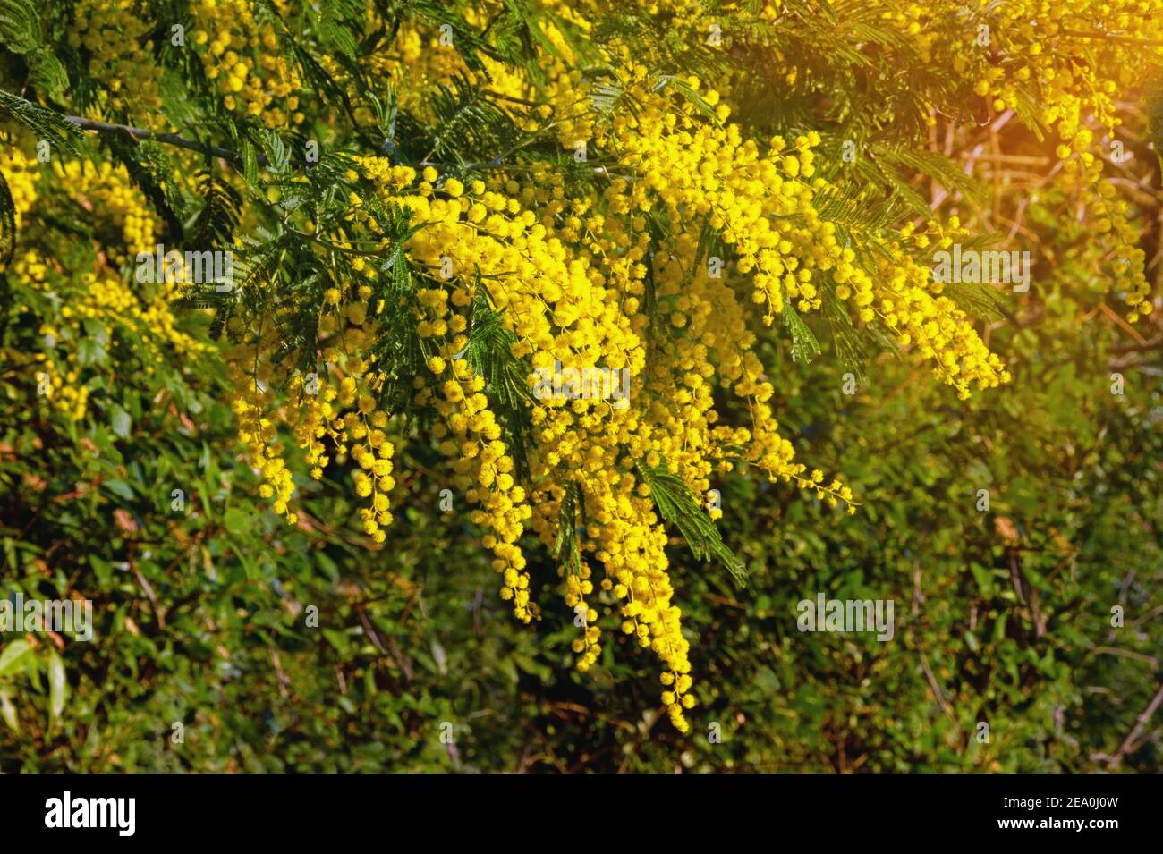Yellow flowers mimosa tree in Fotos und Bildmaterial in hoher