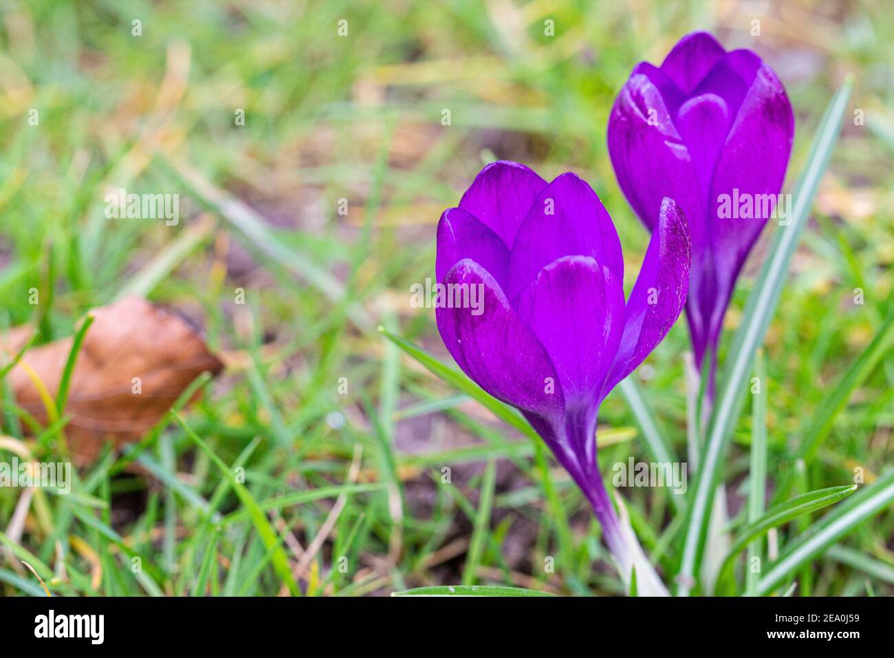 Krokusse, eine der ersten Frühlingsblumen Stockfoto