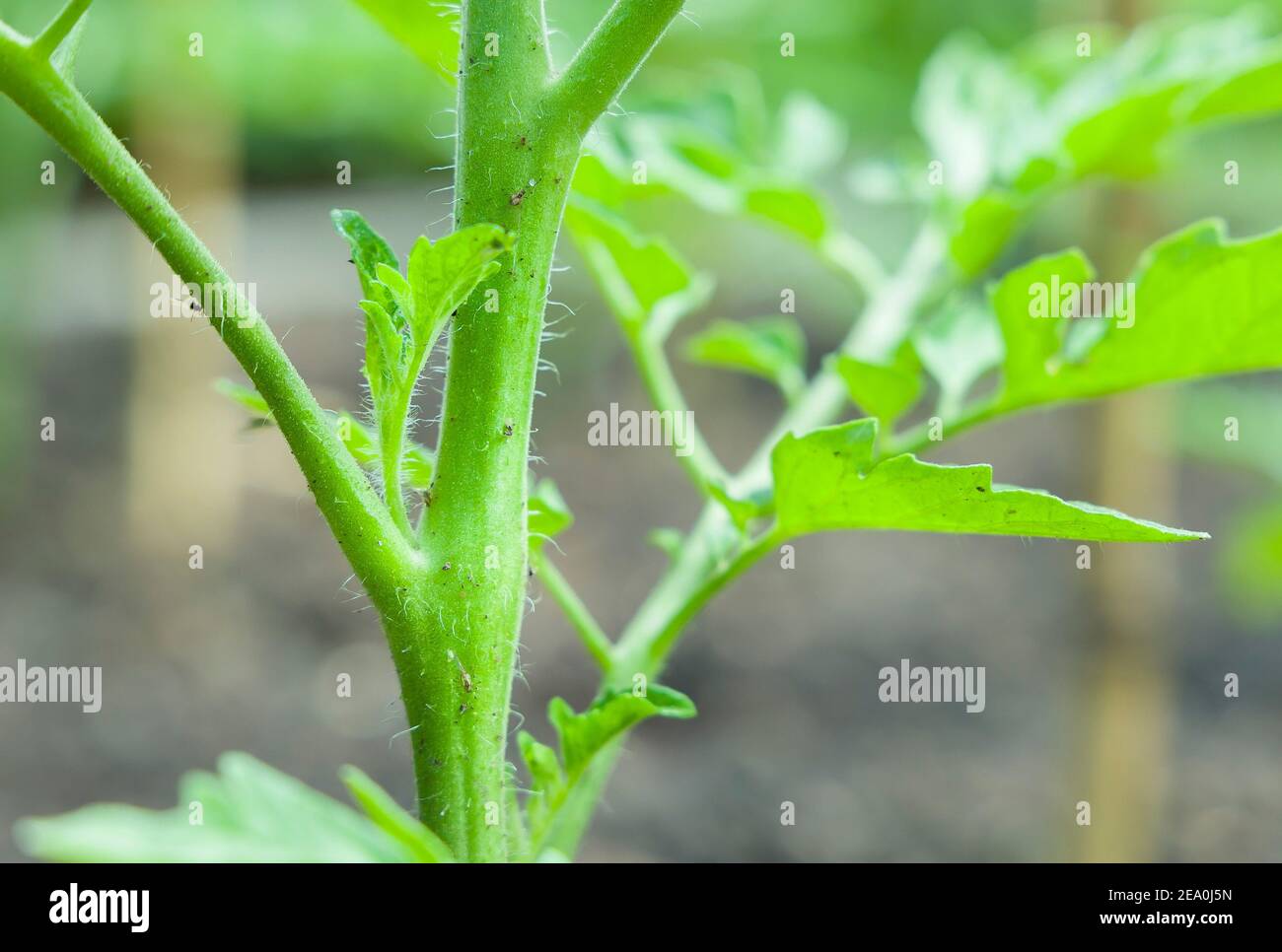 Seitentriebe auf einer Rebe (unbestimmt oder Cordon) Tomatenpflanze, England, Großbritannien Stockfoto