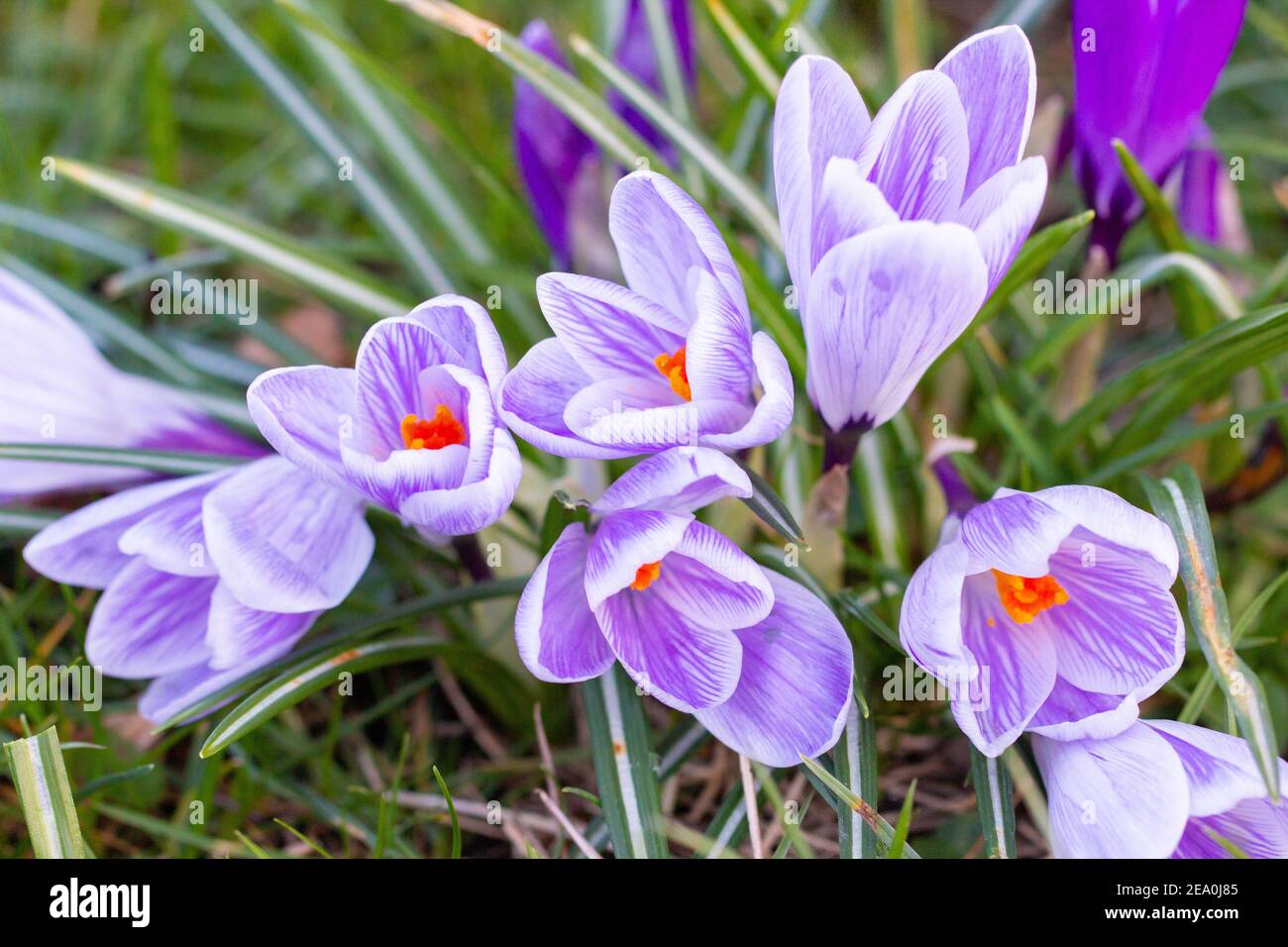 Krokusse, eine der ersten Frühlingsblumen Stockfoto