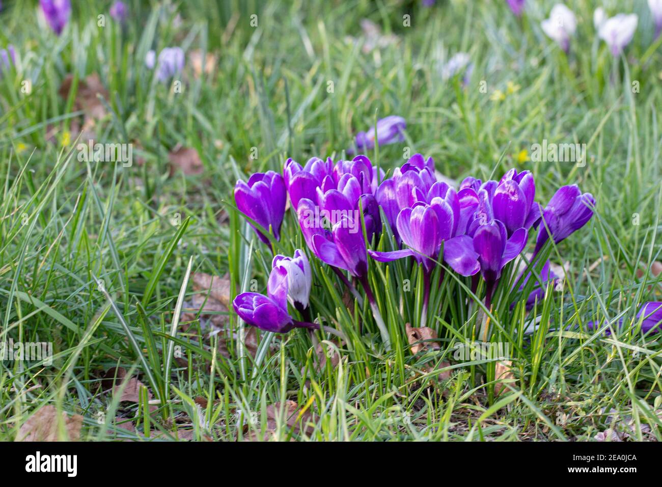 Krokusse, eine der ersten Frühlingsblumen Stockfoto