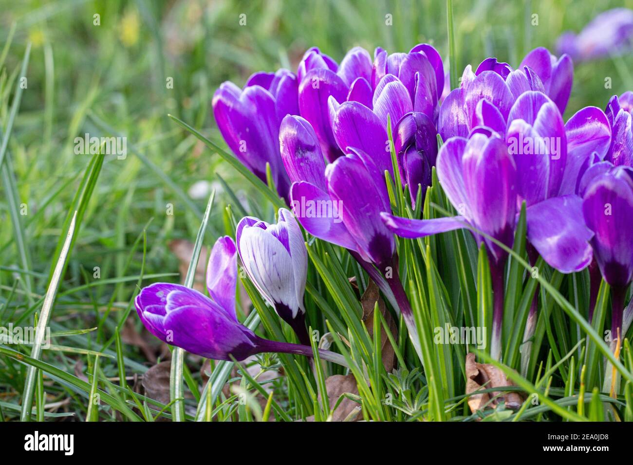 Krokusse, eine der ersten Frühlingsblumen Stockfoto