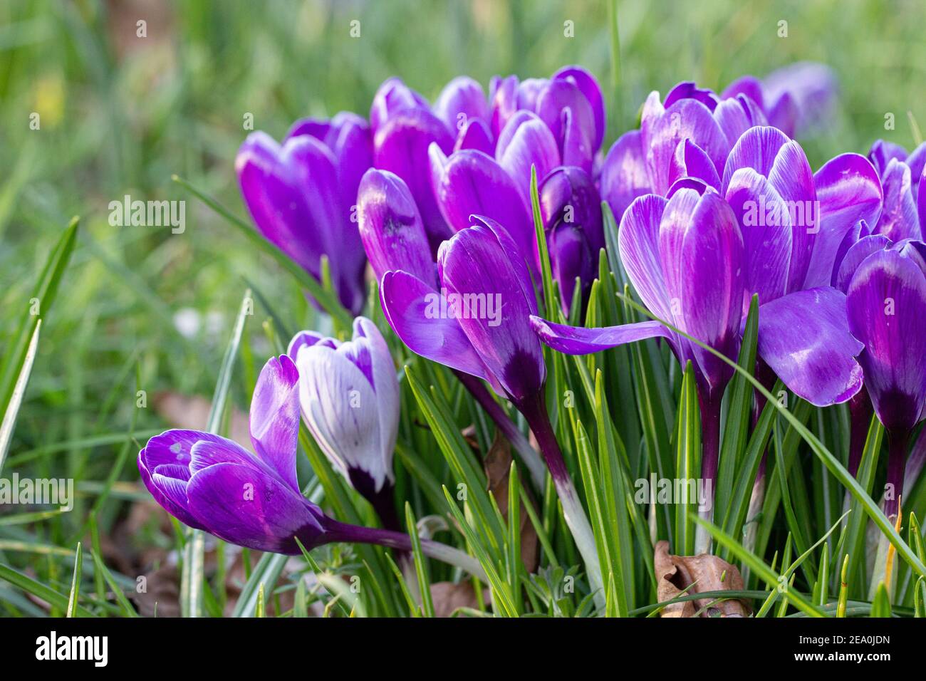 Krokusse, eine der ersten Frühlingsblumen Stockfoto