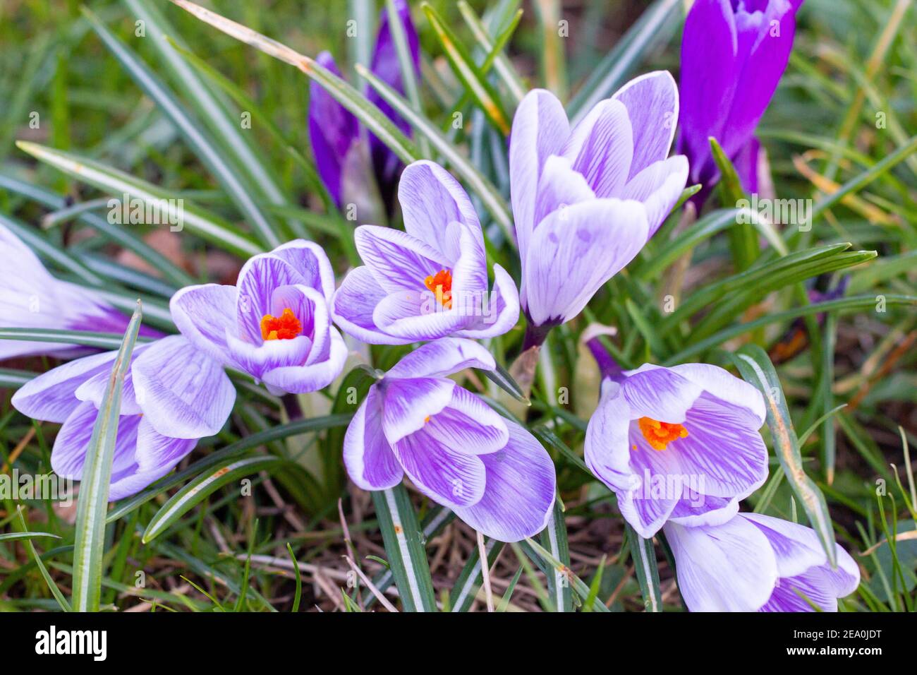 Krokusse, eine der ersten Frühlingsblumen Stockfoto