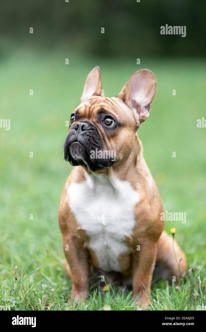 Porträt von traurig niedlichen französisch Bulldogge Hund steht in der Nähe Blumen in die Natur und Blick mit Emotion Stockfoto