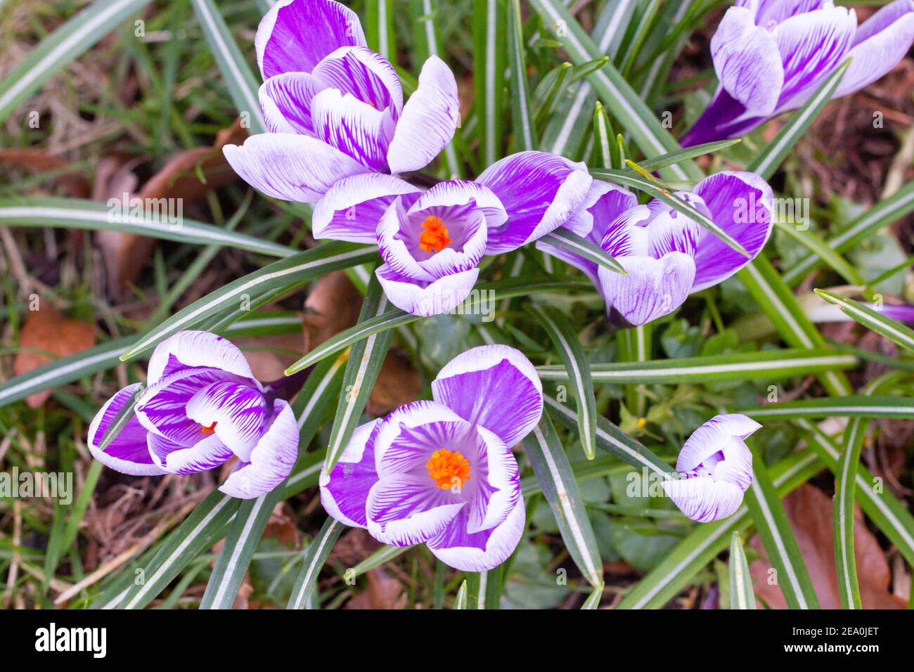 Krokusse, eine der ersten Frühlingsblumen Stockfoto