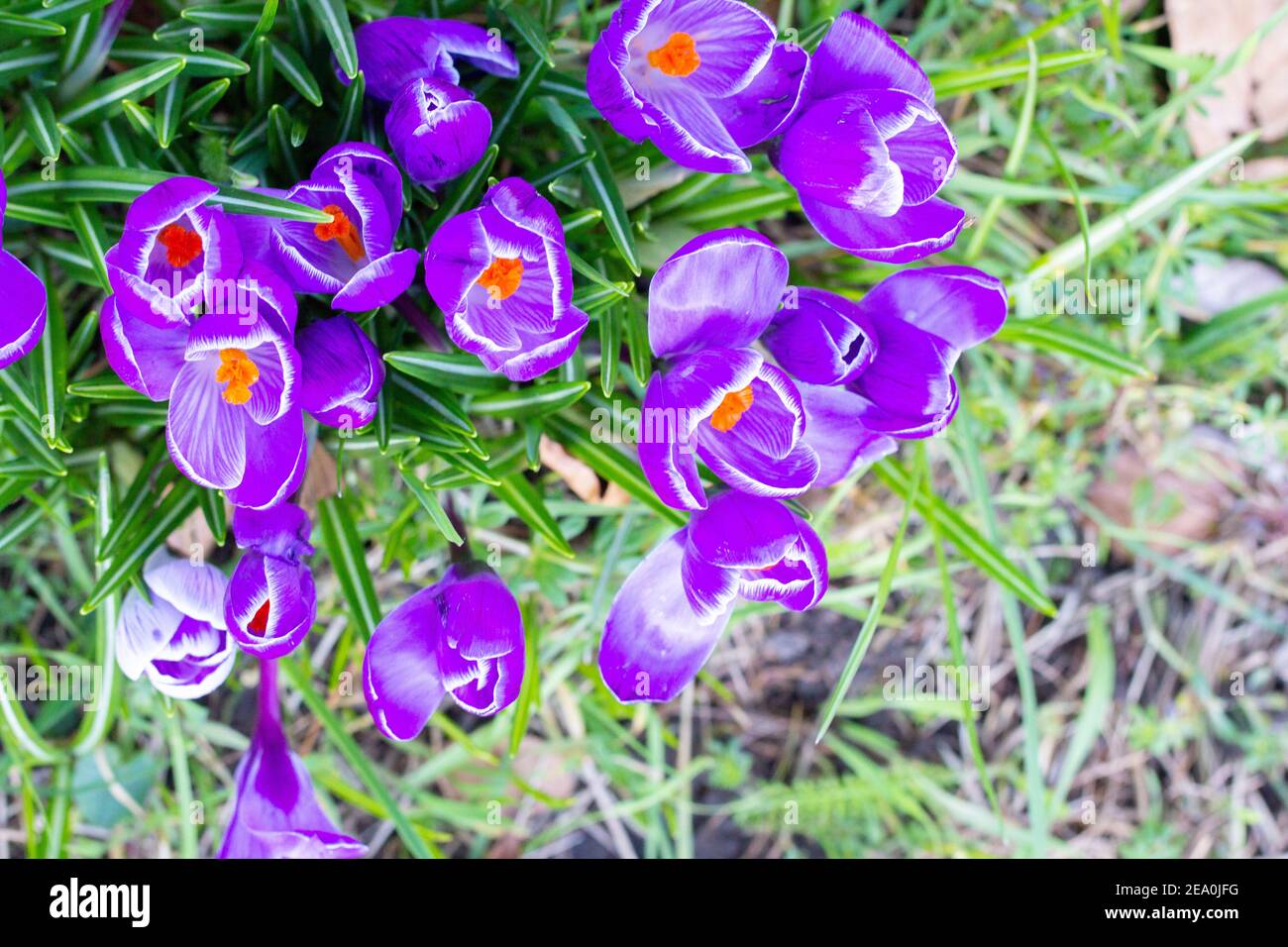 Krokusse, eine der ersten Frühlingsblumen Stockfoto