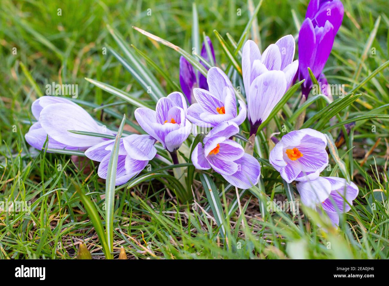 Krokusse, eine der ersten Frühlingsblumen Stockfoto