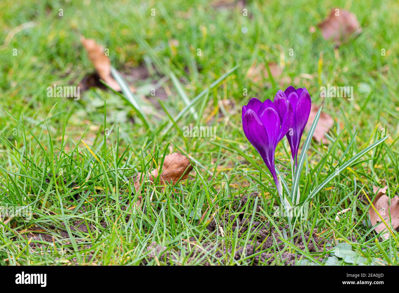 Krokusse, eine der ersten Frühlingsblumen Stockfoto