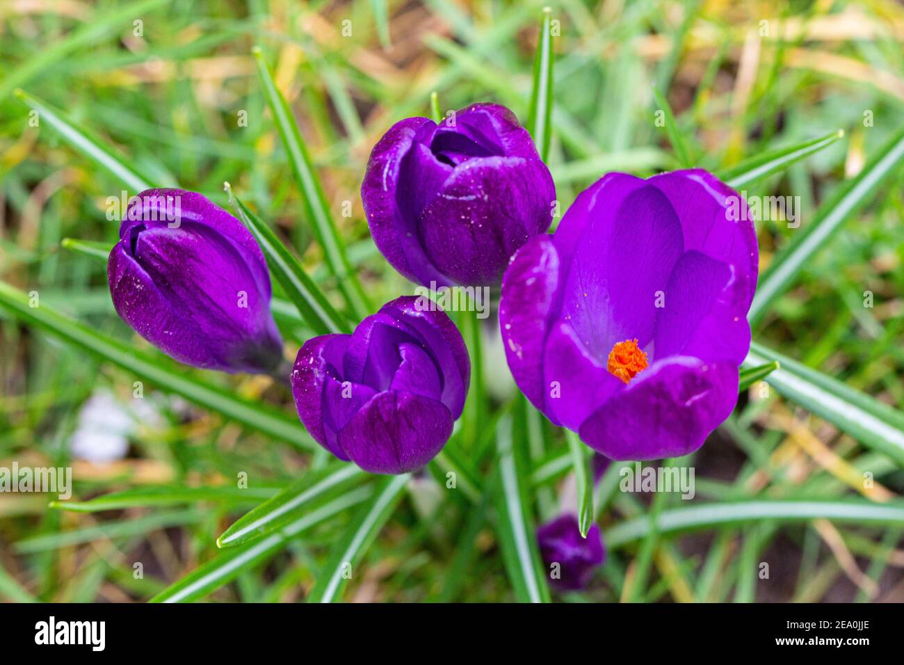 Krokusse, eine der ersten Frühlingsblumen Stockfoto