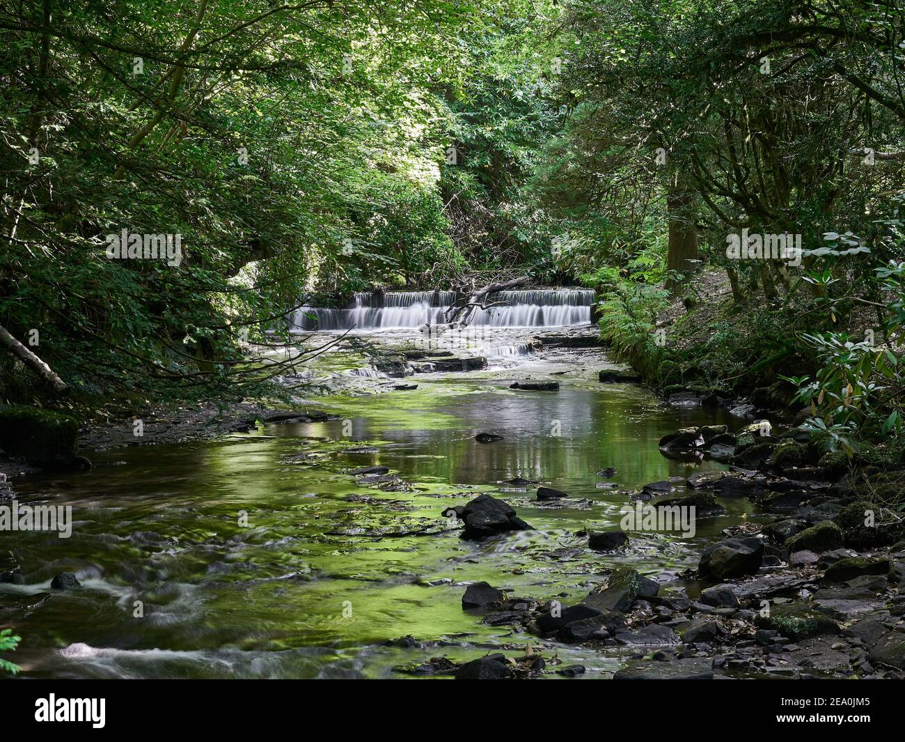 Ein bewaldeter Teil des Auldhouse Burn down in der Schlucht des Rouken Glen Park in Schottland Stockfoto