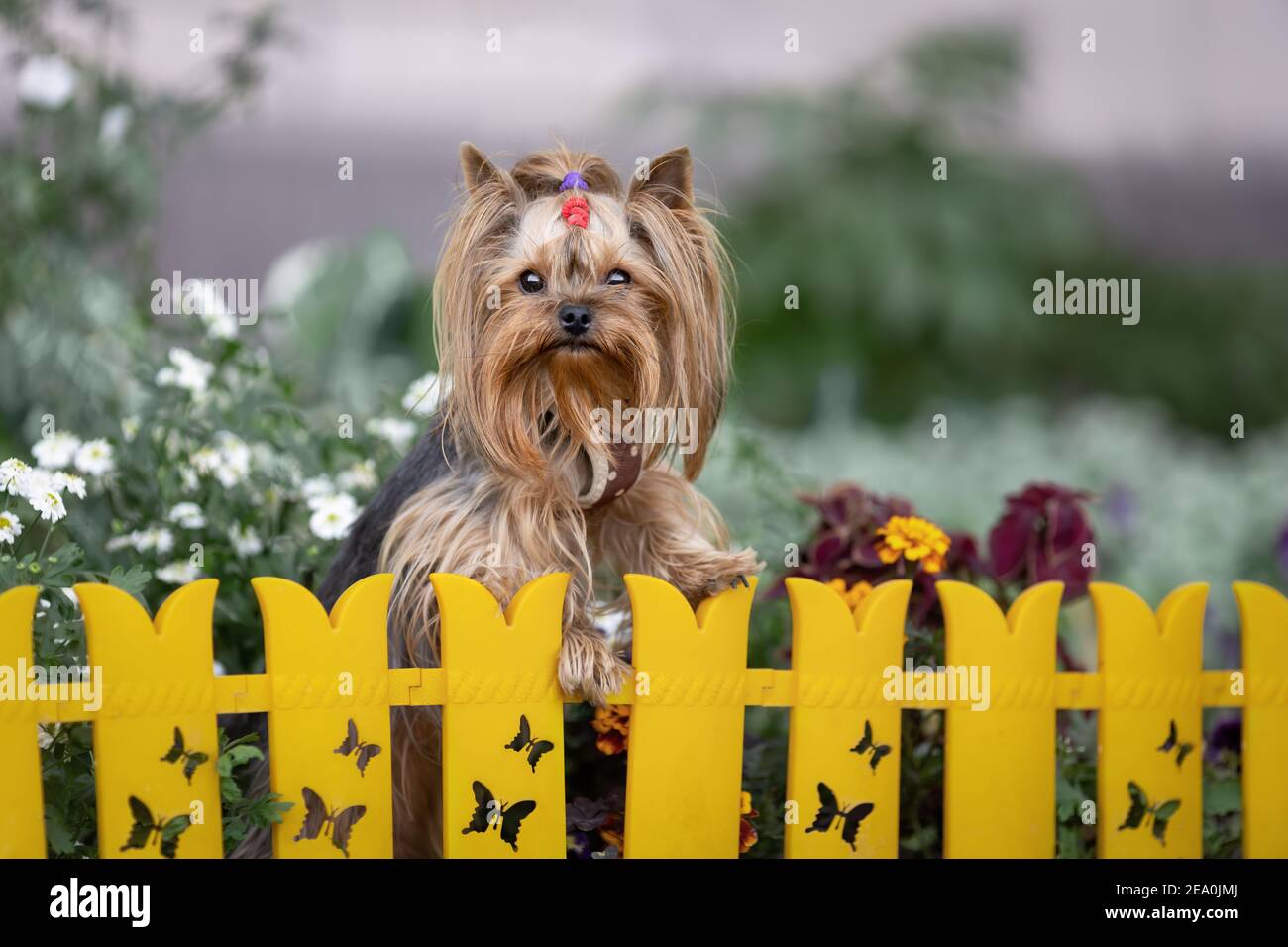 Kleiner niedlicher yorkshire Terrier Hund in der Nähe von Zaun zwischen Blumen Stockfoto