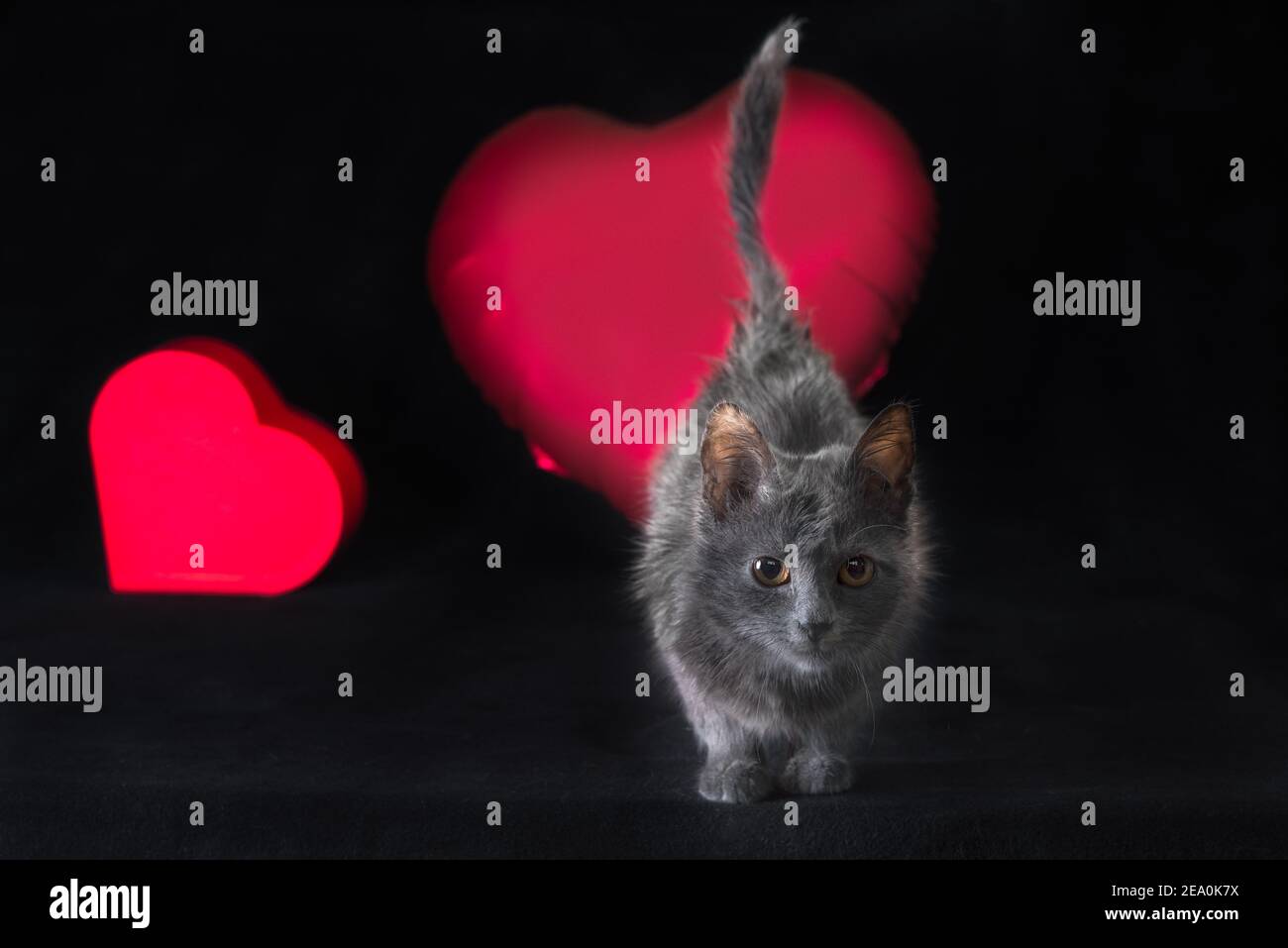 Happy valentine's day grau flauschige Kätzchen mit roten Herz-Ballon Und Box auf schwarzem Hintergrund Stockfoto