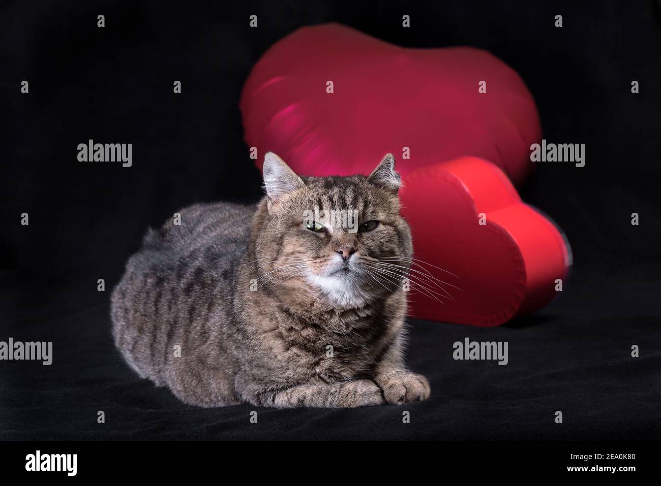 Happy valentine's day verärgerte Fett gestromte Katze mit roten Herz-Form Ballon auf schwarzem Hintergrund Stockfoto