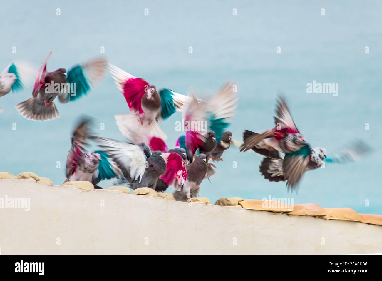 Schwarm von rosa blau gefärbten Posttauben bewegen und fliegen von einem Dach vor dem Meer, Altea, Costa Blanca, Spanien Stockfoto