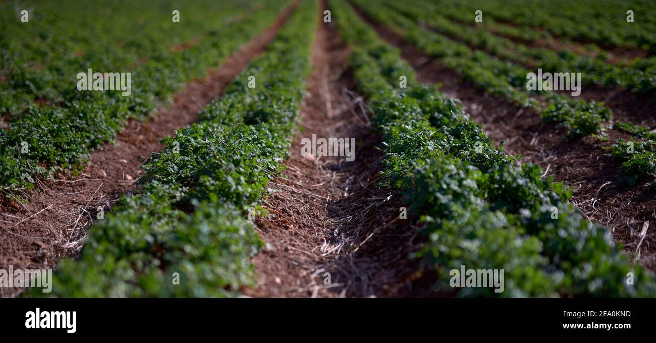 Detail einer Plantage für den intensiven Anbau von Gemüse wie Lauch, Karotten, Sellerie, Brokkoli, Zwiebeln, Salat, Spinat, etc. Stockfoto