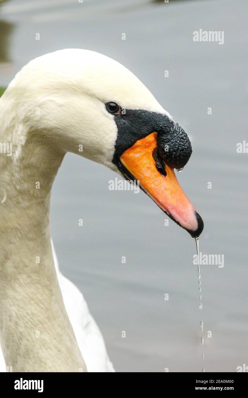 Porträt eines stummen Schwans (Cygnus olor) mit Wasser Tropfen aus seinem Schnabel an einem Teich auf Hampstead Heath, London. Wasservögel, die in Großbritannien ansässig sind. Stockfoto