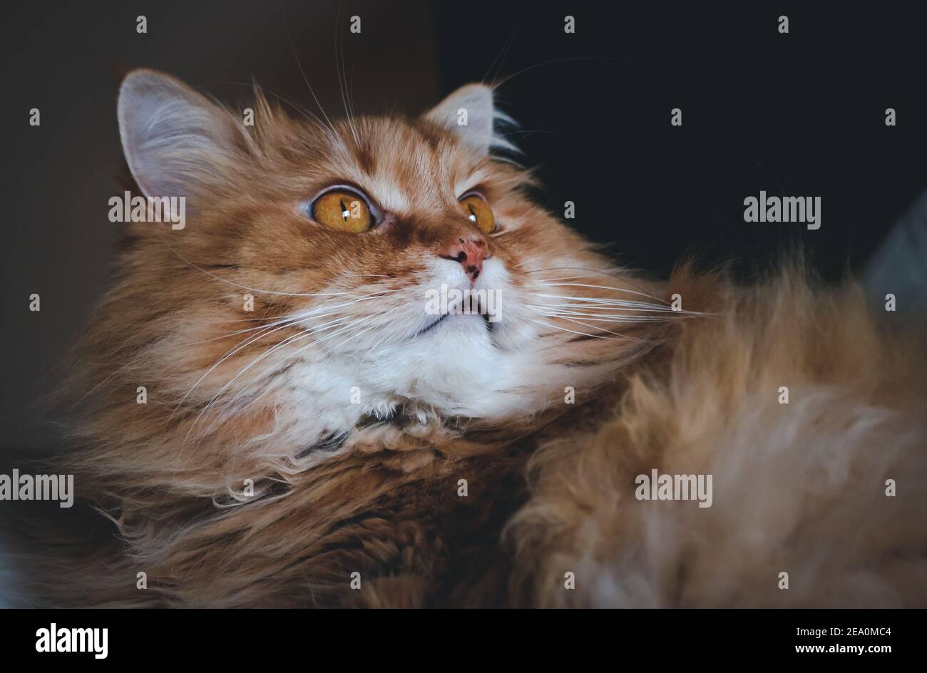 Porträt einer flauschigen, ginger Katze Stockfoto