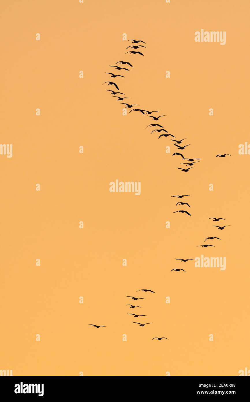 Kanadagänse, die bei Sonnenuntergang in Formation fliegen, (Branta canadensis), Migration, E. Nordamerika, von Dominique Braud/Dembinsky Photo Assoc Stockfoto