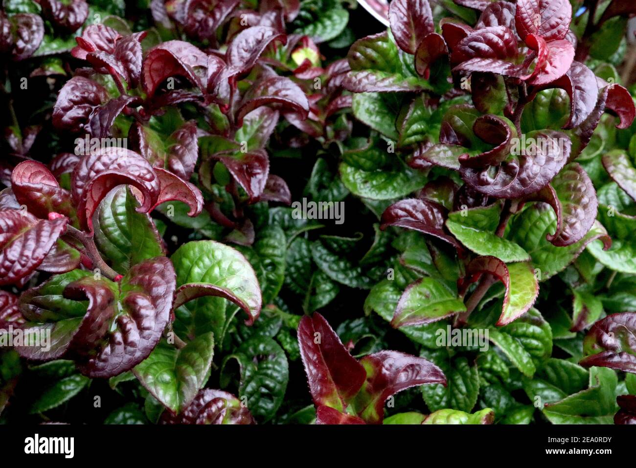 Leucothoe axillaris ‘Curly Red’ Switch Efeu – glänzende dunkelgrüne und rote gebogene Blüten, Februar, England, Großbritannien Stockfoto