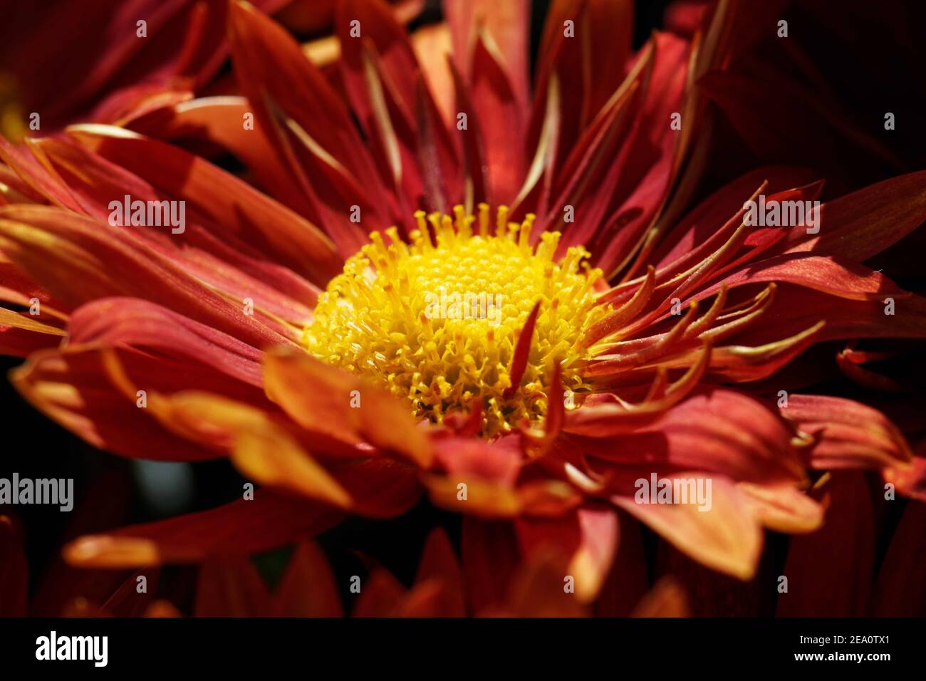 Rote Gänseblümchen Chrysanthemum ist von früh bis spät Herbst mit atemberaubenden roten Gänseblümchen mit gelben Augen an den Enden der Stiele bedeckt. Stockfoto