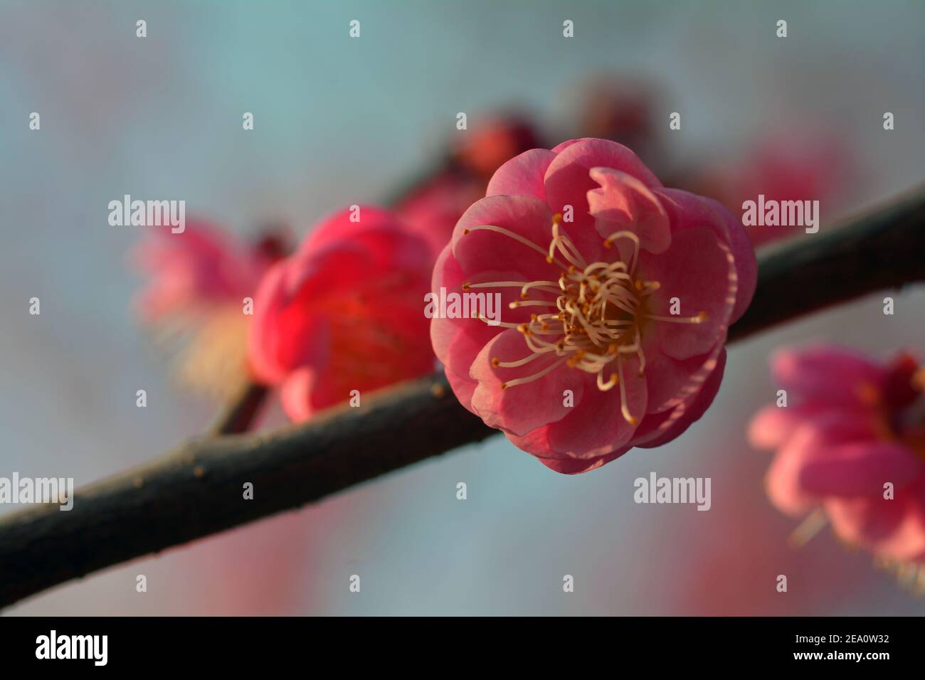 Chinesische rote Pflaumenblüten beginnen gerade rechtzeitig für die chinesischen Neujahrsfeiern 2021 zu blühen. Ping Shan Park februar 2020 Stockfoto