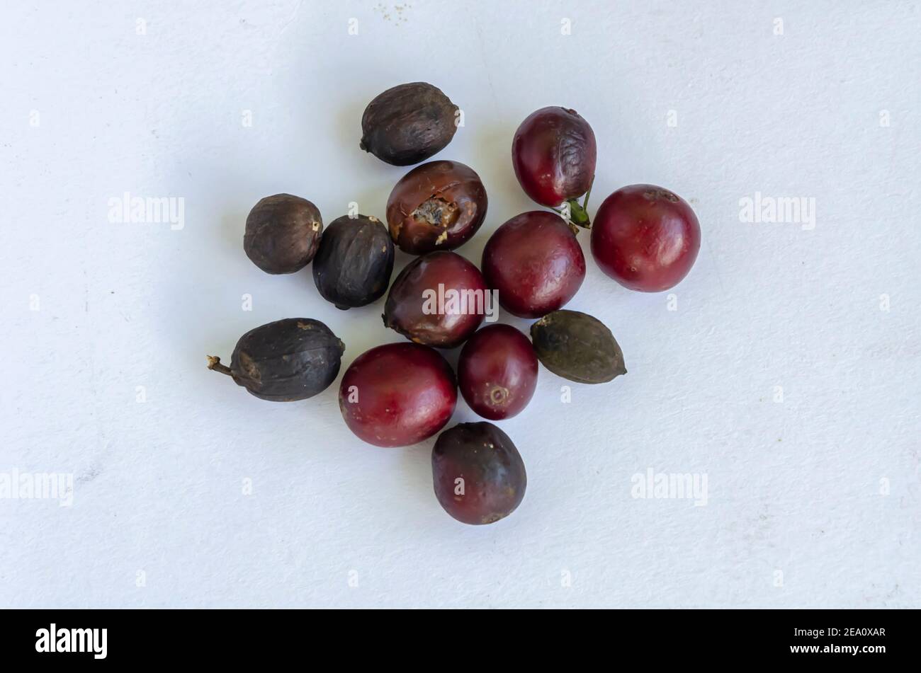 Arabica-Kaffee Auf Weißem Hintergrund Stockfoto