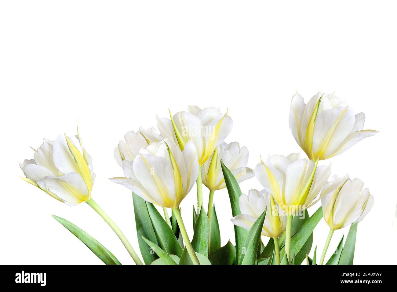 Frühlingsbouquet von weißen und gelben Tulpen in einem hohen Schlüssel isoliert auf weißem Hintergrund - schöne florale Hintergrund mit Copyspace für Text Stockfoto