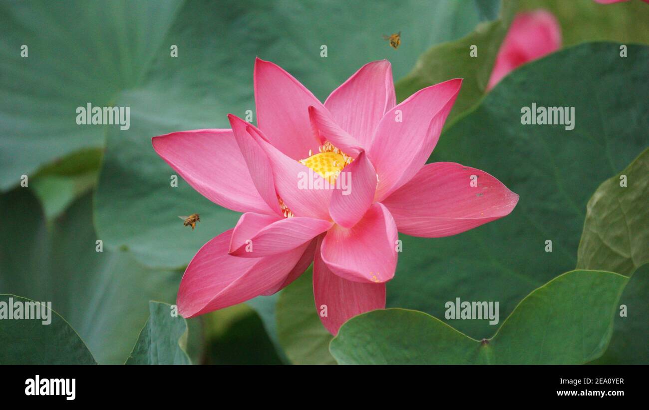 Lotus Blumen Fotos In Hoher Auflösung Stockfoto