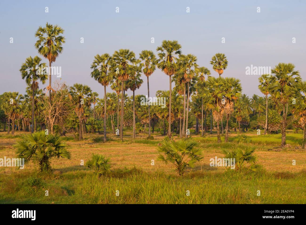 Ländliche Landschaft mit Palmen an einem sonnigen Abend. Zentralthailand Stockfoto