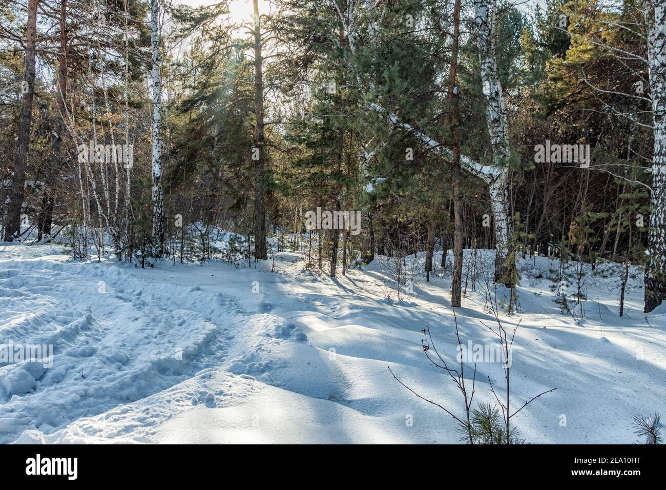 Sonnige Schneewiese im Winterwald. Das Foto wurde in Tscheljabinsk, Russland, aufgenommen. Stockfoto