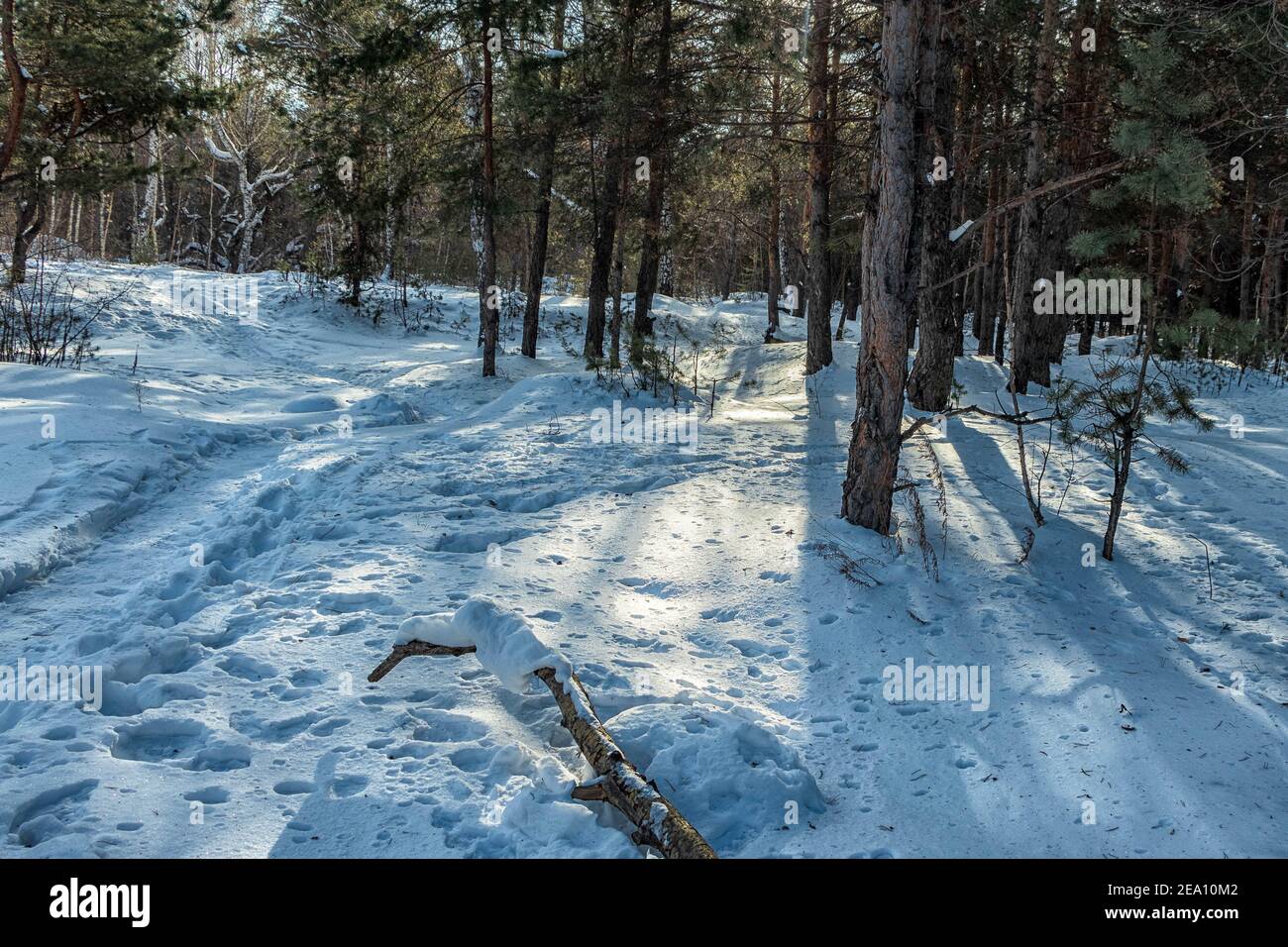 Sonnige Schneewiese im Winterwald. Das Foto wurde in Tscheljabinsk, Russland, aufgenommen. Stockfoto