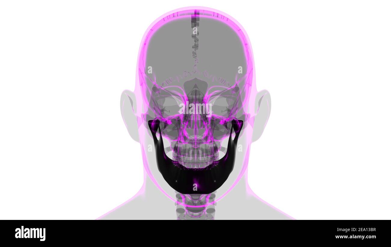 Menschliche Skelett Schädel Unterkiefer Knochen Anatomie für Medical Concept 3D Illustration Stockfoto