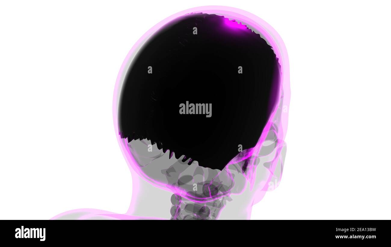 Menschliche Skelett Schädel parietale Knochen Anatomie für Medical Concept 3D Illustration Stockfoto