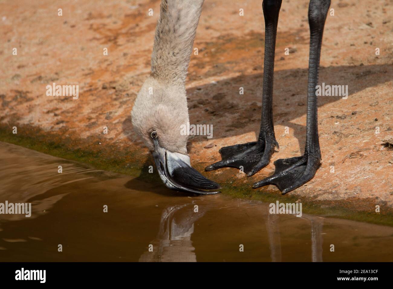 Chilenischer Flamingo (Phoenicopterus chilensis) Chilenischer Flamingo Kopf und Füße mit natürlichem braunen Hintergrund Stockfoto
