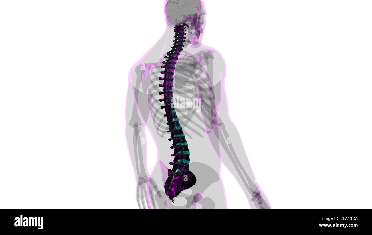 Menschliches Skelett Wirbelsäule Wirbelsäule Anatomie 3D Illustration Stockfoto