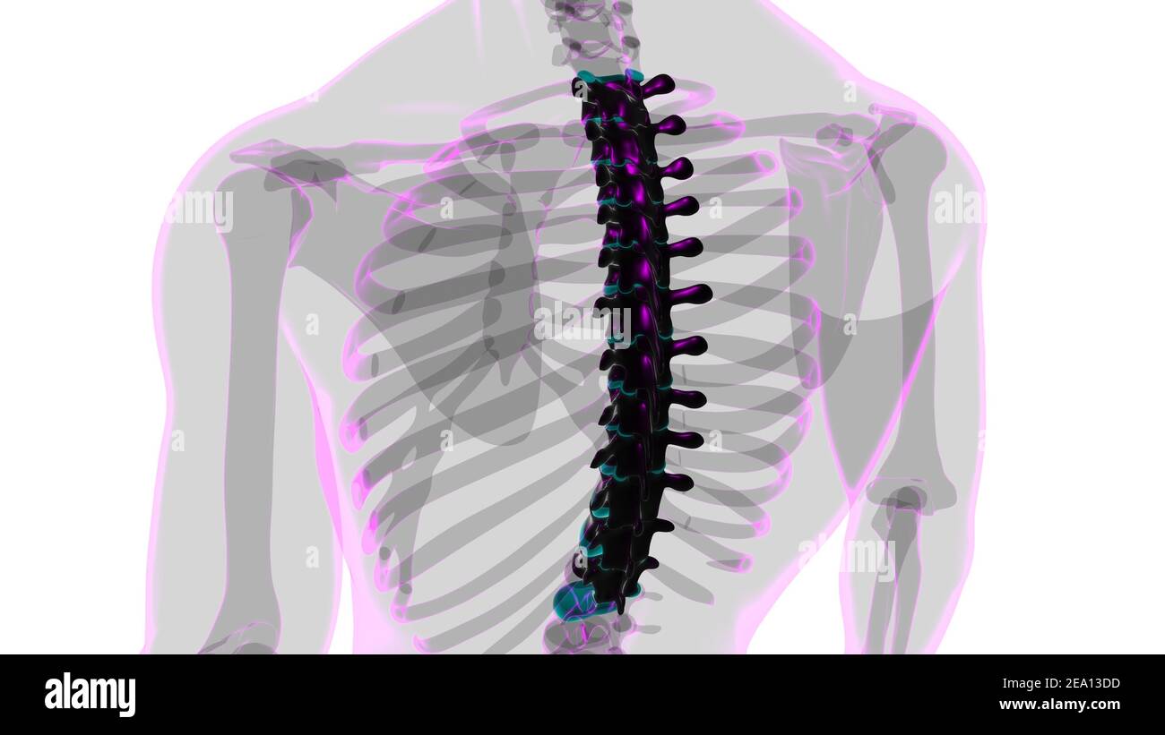 Menschliches Skelett Wirbelsäule Thoraxwirbel Anatomie 3D Illustration Stockfoto