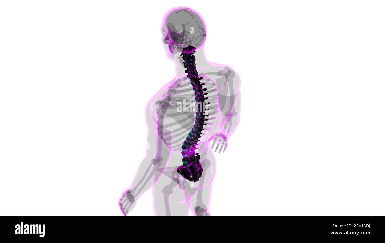Menschliches Skelett Wirbelsäule Wirbelsäule Anatomie 3D Illustration Stockfoto