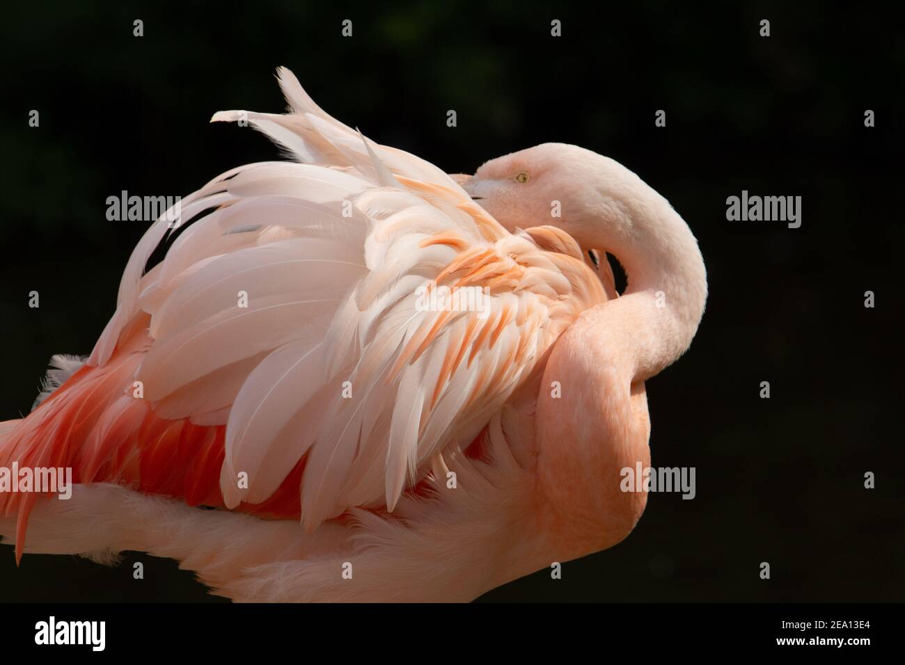 Chilenischer Flamingo (Phoenicopterus chilensis) Chilenische Flamingo Präung mit natürlichen braunen Hintergrund Stockfoto