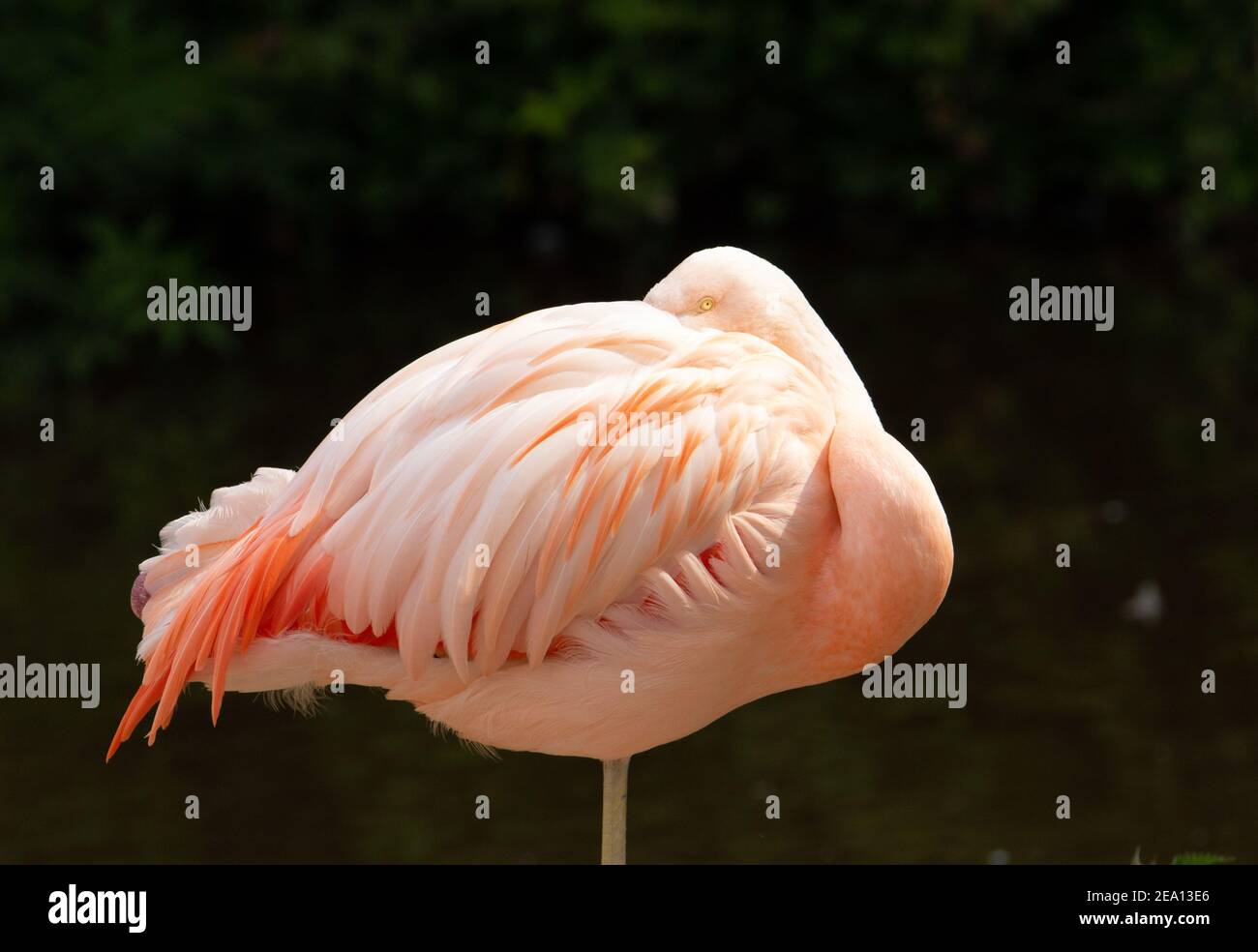 Chilenischer Flamingo (Phoenicopterus chilensis) Chilenische Flamingo schlafen mit natürlichen braunen grünen Hintergrund Stockfoto