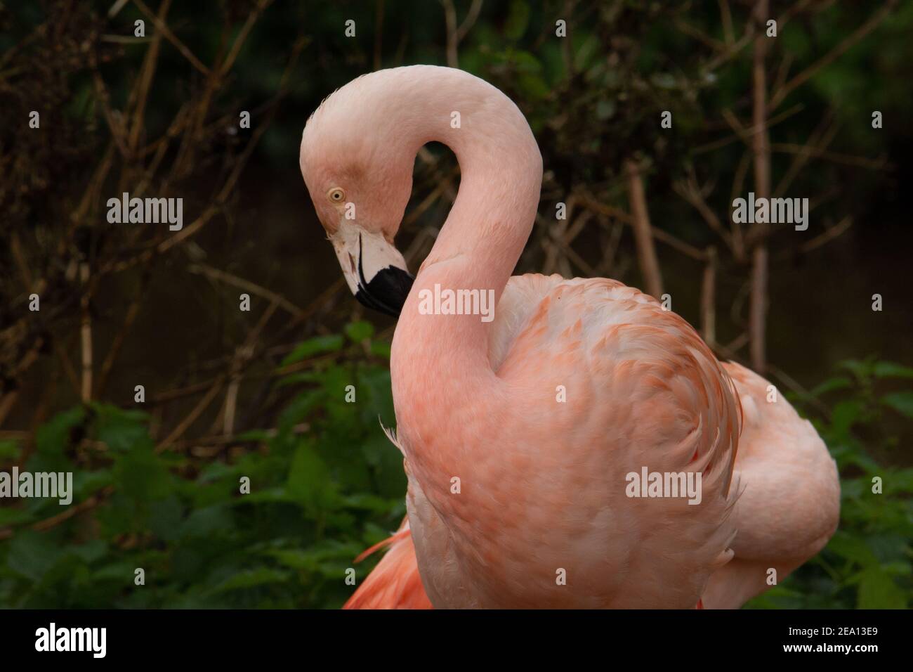 Chilenischer Flamingo (Phoenicopterus chilensis) Chilenischer Flamingo steht mit einem natürlichen Hintergrund Stockfoto