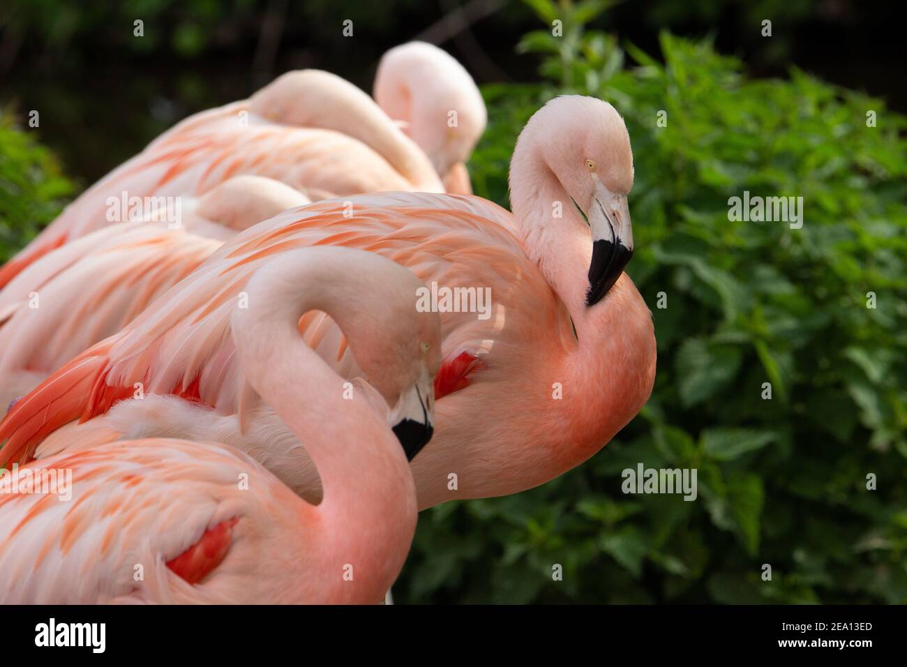 Chilenischer Flamingo (Phoenicopterus chilensis) Chilenischer Flamingos mit natürlichem grünen Hintergrund Stockfoto