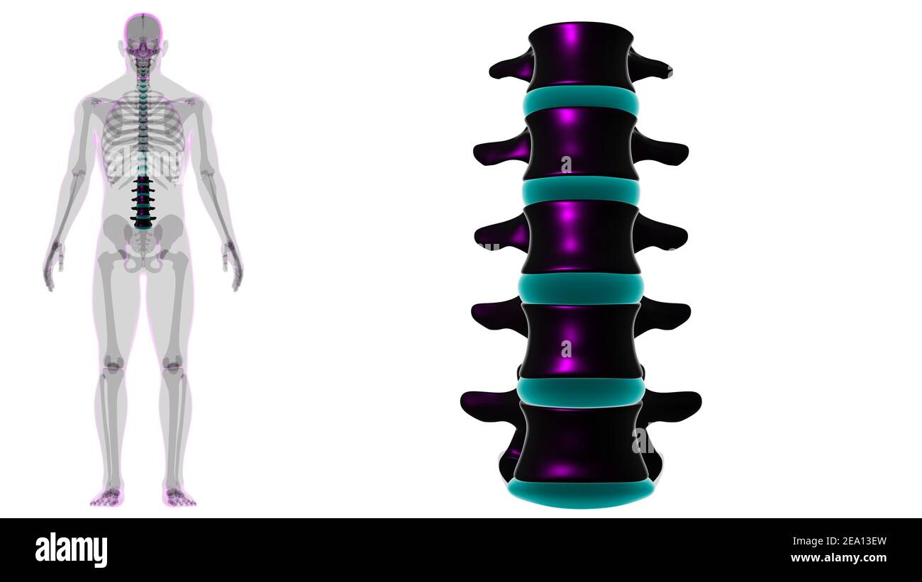 Menschliches Skelett Wirbelsäule Lendenwirbel Anatomie 3D Illustration Stockfoto