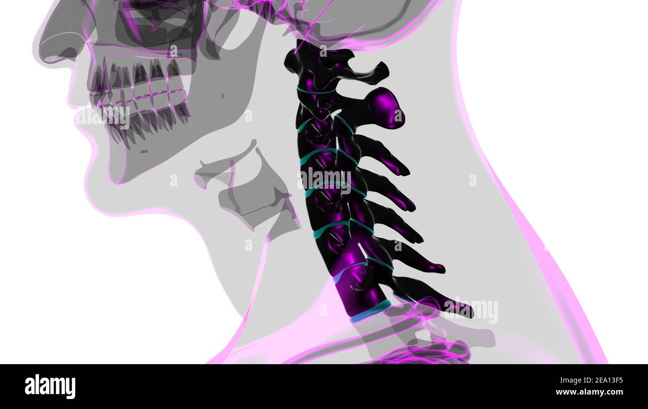 Menschliches Skelett Wirbelsäule Halswirbel Anatomie 3D Illustration Stockfoto