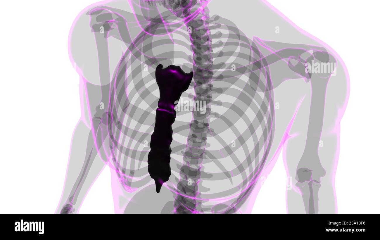 Menschliche Skelett Brustbein Knochen Anatomie für Medical Concept 3D Illustration Stockfoto