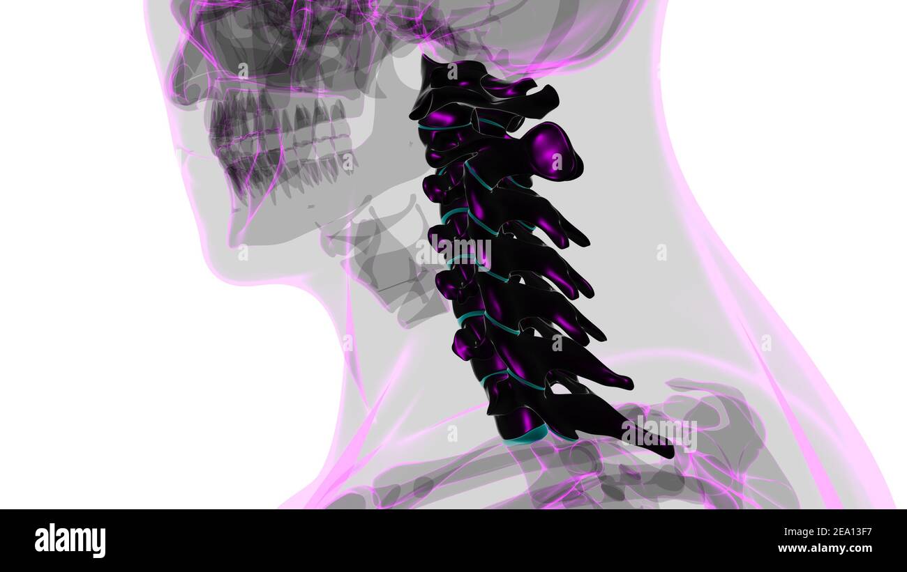 Menschliches Skelett Wirbelsäule Halswirbel Anatomie 3D Illustration Stockfoto