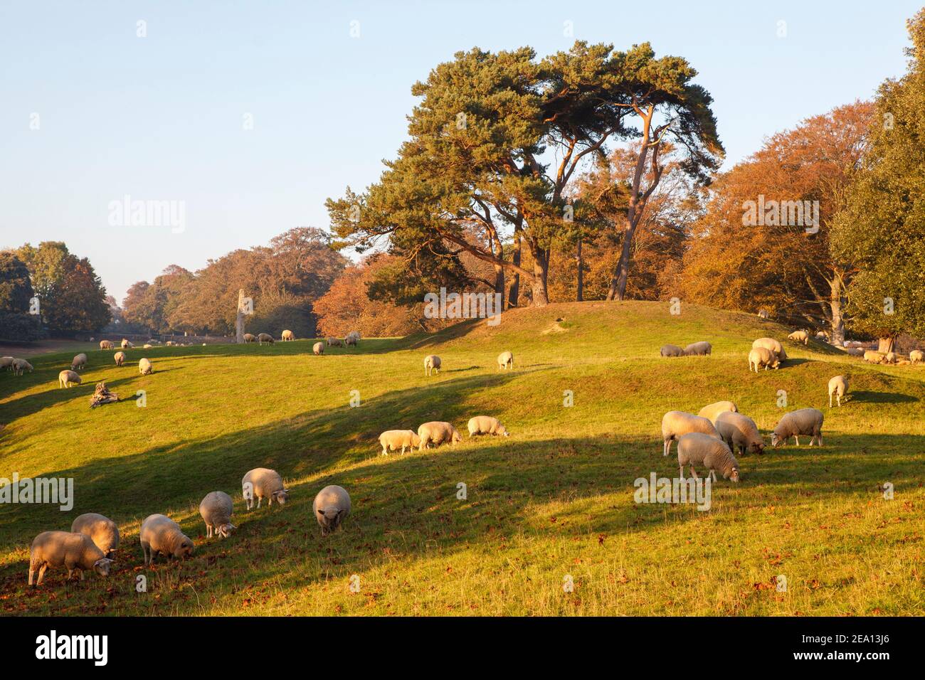 Schafe weiden auf einem Feld in Winchelsea, East Sussex, Großbritannien Stockfoto