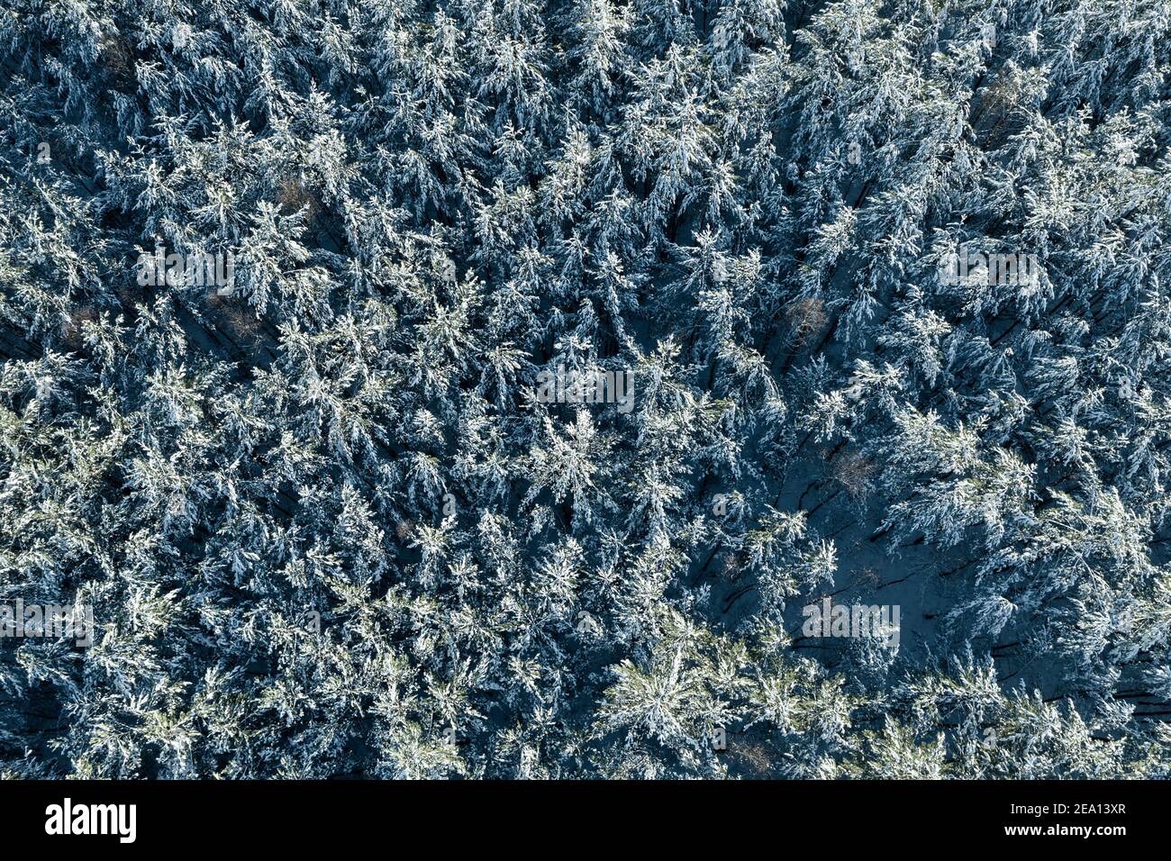 Schneebedeckter dichter Wald im Winter Stockfoto